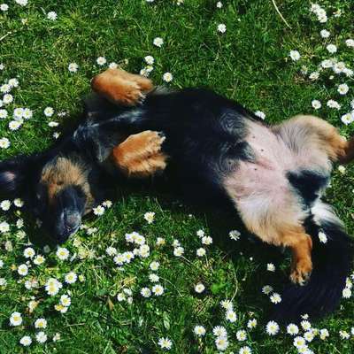 Die Dogorama Monats Challenge "Es grünt und blüht"-Beitrag-Bild