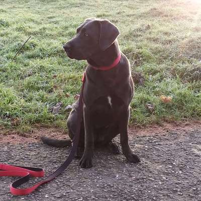 Hundetreffen-Spielkamerad gesucht