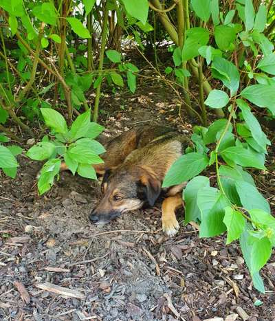 Dogorama Photo Challenge - Tarnung ist alles-Beitrag-Bild