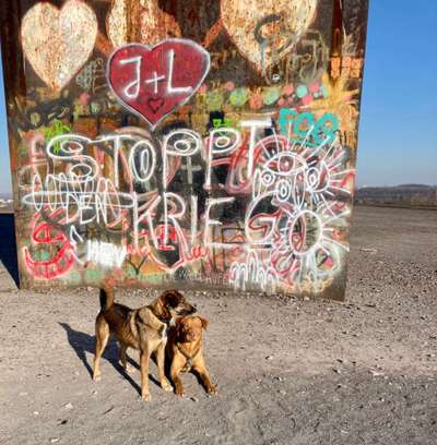 Dogorama Photo Challenge - Der Frühling kommt-Beitrag-Bild