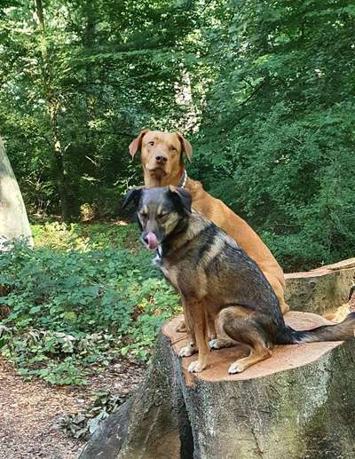 Tongue Out Tuesday-Beitrag-Bild