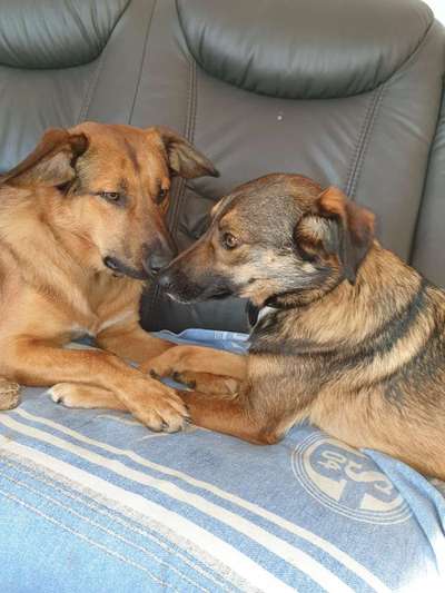 Die Dogorama Wochen Challenge "Friends will be Friends"-Beitrag-Bild