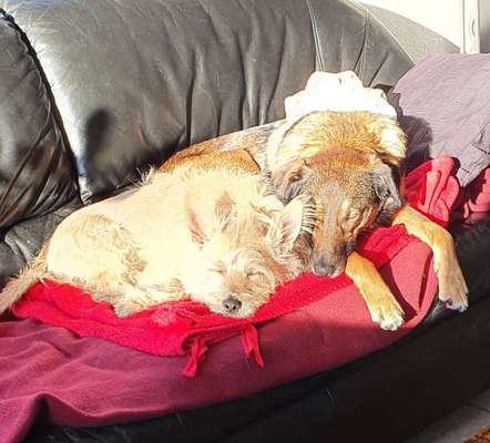 Dogorama Photo Challenge - Frühjahrsmüdigkeit-Beitrag-Bild