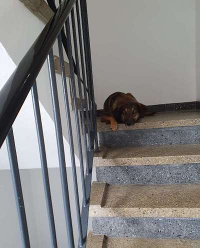 Dogorama Photo Challenge - Schattiges Plätzchen-Beitrag-Bild