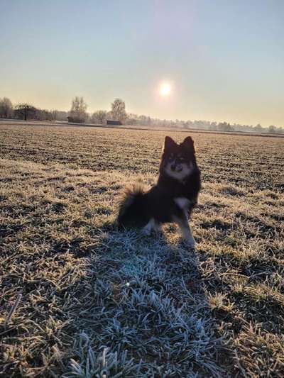 Wie heißt dein Hund?-Beitrag-Bild