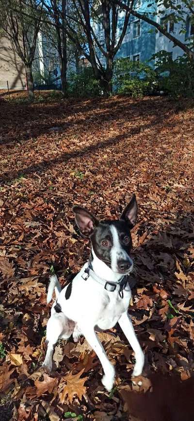 Podencomischling oder Podenco-Beitrag-Bild