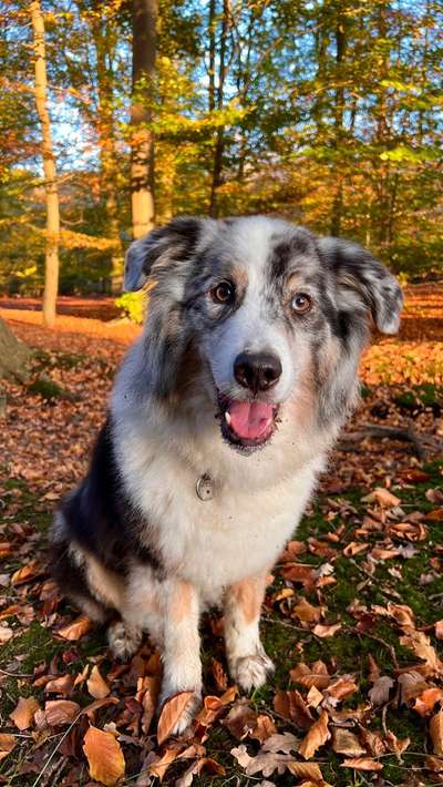 Alter Hund trödelt manchmal-Beitrag-Bild