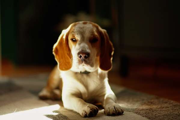 Fotochallange Nr. 57     PORTRÄT.   Beendet!!!!!!!!-Beitrag-Bild