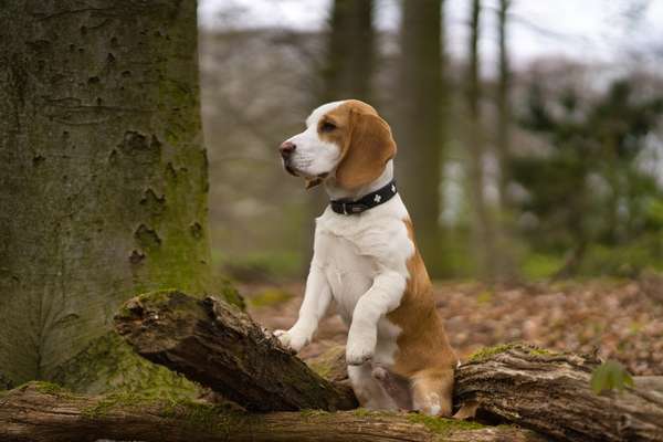 Reinrassige Hunde?-Beitrag-Bild