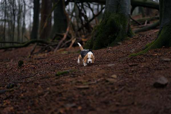 Waldspaziergänge mit 5 Monaten ?-Beitrag-Bild