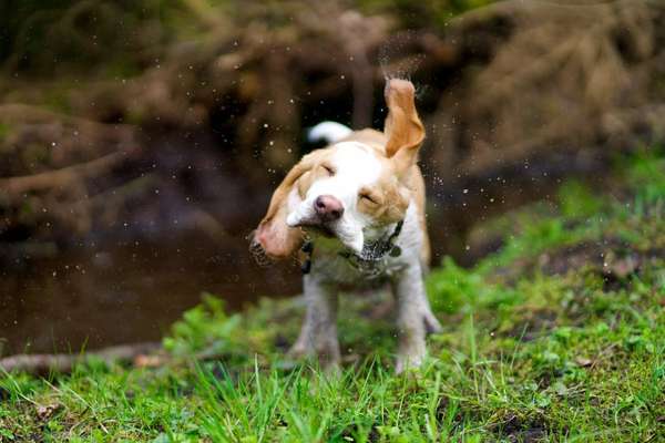 Dogorama-Monats-Challenge-Mai "Wasser"-Beitrag-Bild