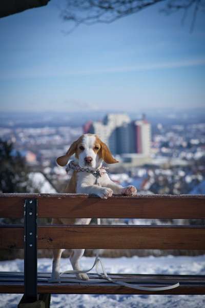 Foto's und Hundemodels-Beitrag-Bild