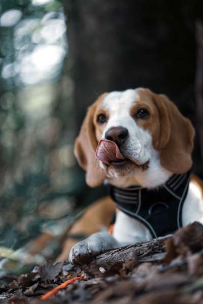 Reinrassige Hunde?-Beitrag-Bild