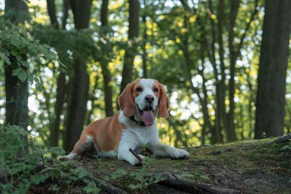 Reinrassige Hunde?-Beitrag-Bild