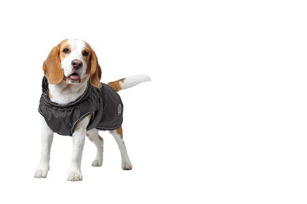 Foto's und Hundemodels-Beitrag-Bild