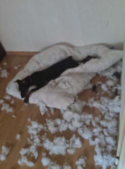 Welpen Bilder !-Beitrag-Bild