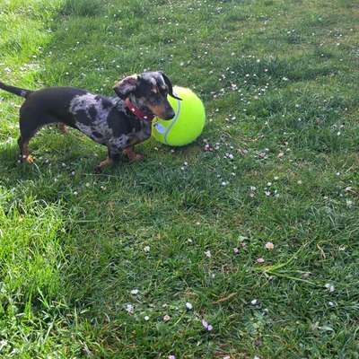 Hundetreffen-Dackel sucht Dackel-Bild