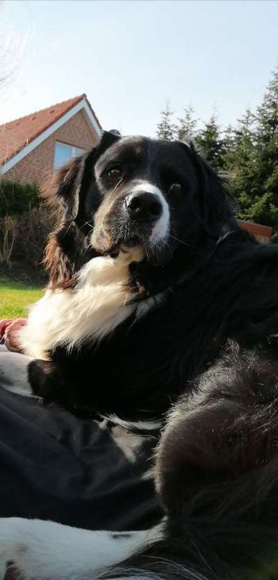 Zeige das lustigste Bild eures Hundis-Beitrag-Bild