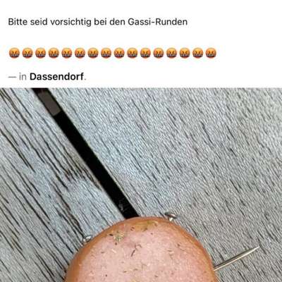 Giftköder-Wurststücke mit Nägeln versetzt-Bild