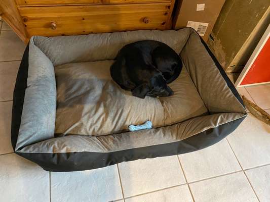 Kastration / Sterilisation bei Hündinnen-Beitrag-Bild