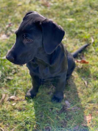 Labradorfans-Beitrag-Bild