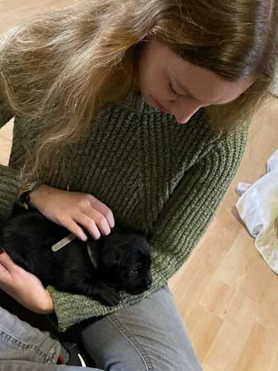 Labradorfans-Beitrag-Bild