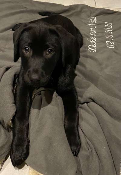 Labradorfans-Beitrag-Bild