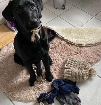 Challenge Nr. 20 - Mein Hund, der Dieb-Beitrag-Bild