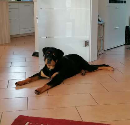 Rassen und ihre Eigenschaften-Beitrag-Bild