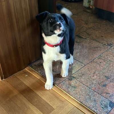 Hundetreffen-Welpentreff Hochzoll-Bild