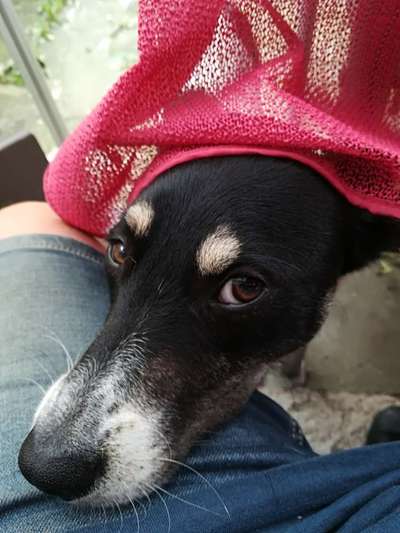 Hundetreffen-Hundeschwimmen