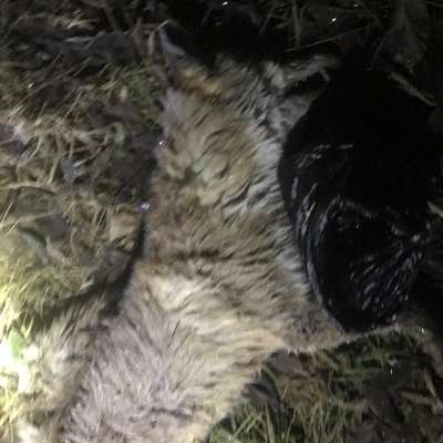 Giftköder-Totes Tier ( Fuchs ?)-Bild