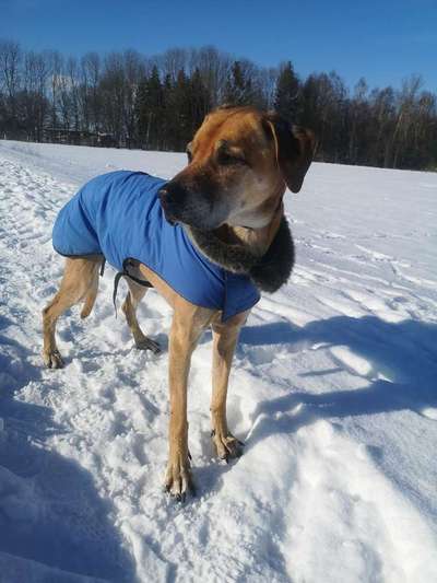 Rhodesian Ridgeback-Beitrag-Bild