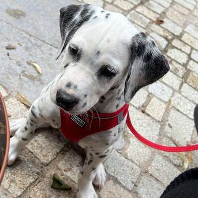 Hundetreffen-Welpentreffen in Stuttgart-Bild