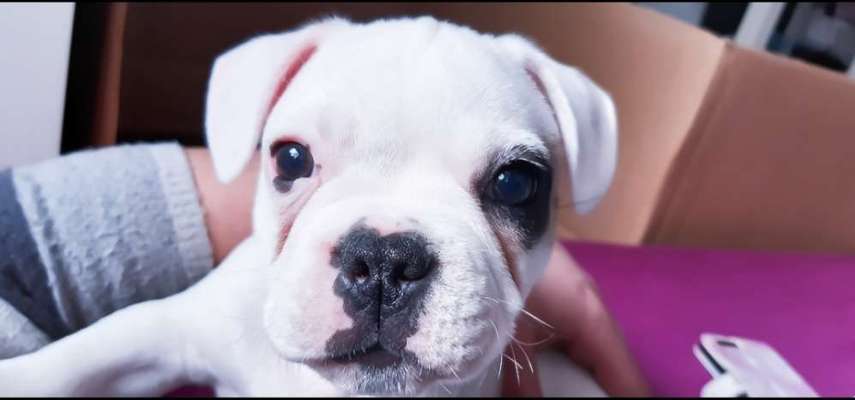 Welpen Bilder !-Beitrag-Bild