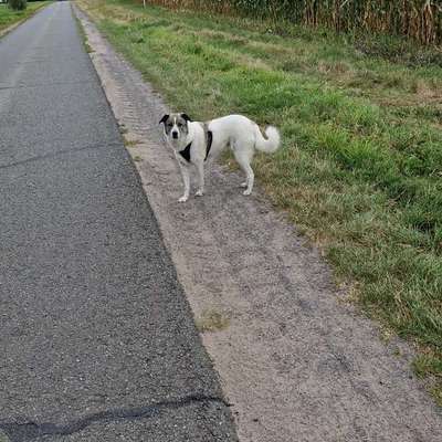 Hundetreffen-🐾 Entspannte Herdenschutzhund-Mischlingshündin sucht Gassi- & Spielbuddys!-Bild