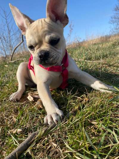 Postet das beste Foto von euren 4 beinern-Beitrag-Bild