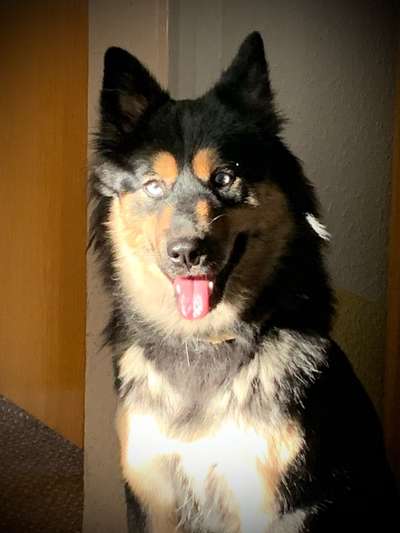 Schäferhund-Beitrag-Bild