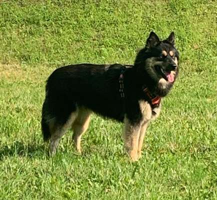 Schäferhund-Beitrag-Bild