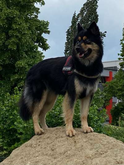 Dogorama Foto Aktion - Dein Hund im Dogorama Büro-Beitrag-Bild