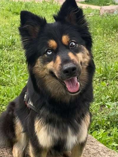 Dogorama Foto Aktion - Dein Hund im Dogorama Büro-Beitrag-Bild