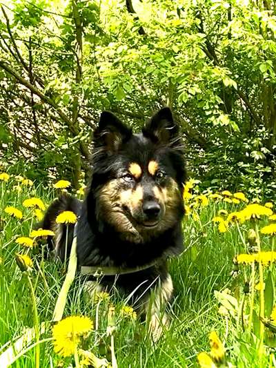 Dogorama Foto Aktion - Dein Hund im Dogorama Büro-Beitrag-Bild