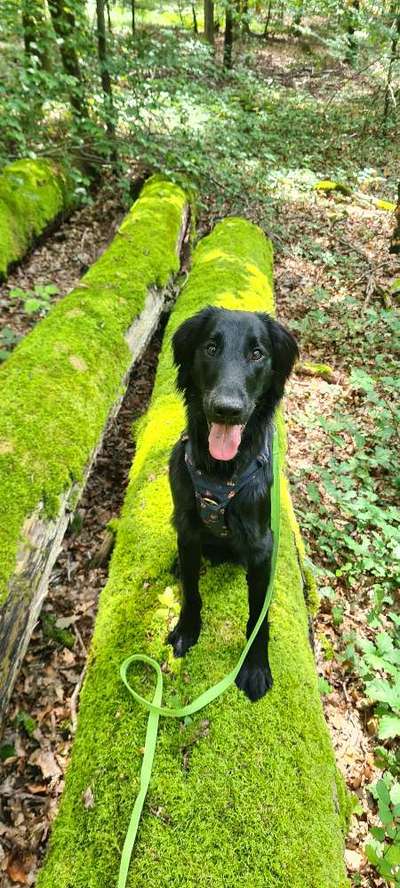 Flat Coated Retriever-Beitrag-Bild