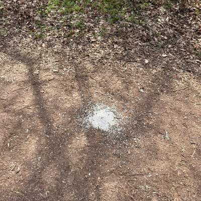 Giftköder-Weiße Kügelchen auf Waldweg verstreut-Bild