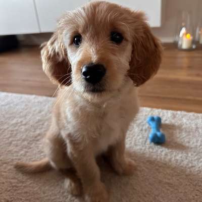 Hundetreffen-Liebevoller Erstkontakt gesucht: Spielgefährte für Welpe-Bild