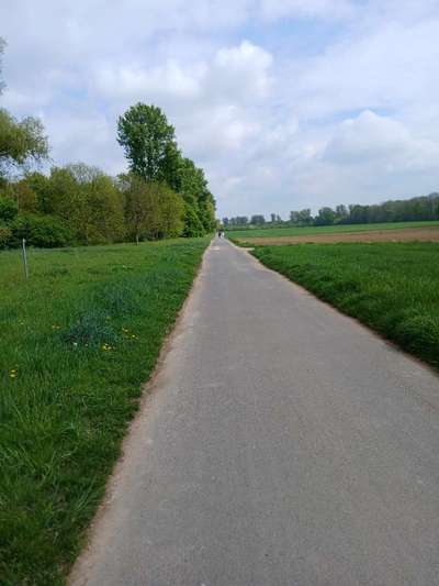 Hundetreffen-Über das Feld-Bild
