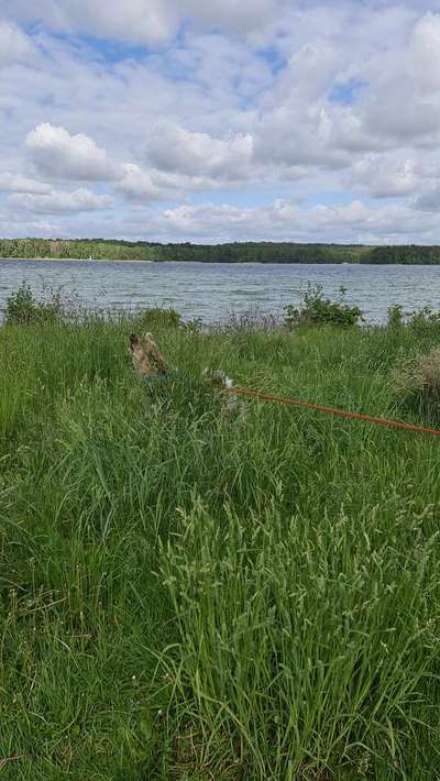 5. Hund im hohen Gras-Beitrag-Bild