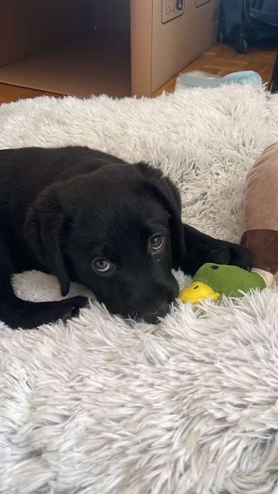 23. Collagen-Challenge: Portraits-Beitrag-Bild