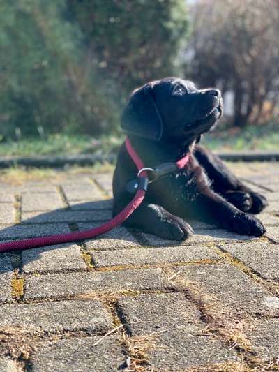 23. Collagen-Challenge: Portraits-Beitrag-Bild