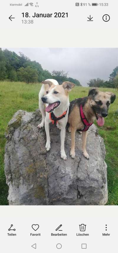 Fotochallenge Nr. 59 - Mein Hund zeigt die Zunge-Beitrag-Bild